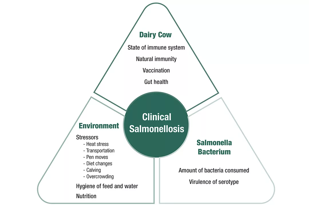 57794-rowson-clinical-salmonellosis.jpg