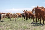 57782-cassady-cow-calf.jpg