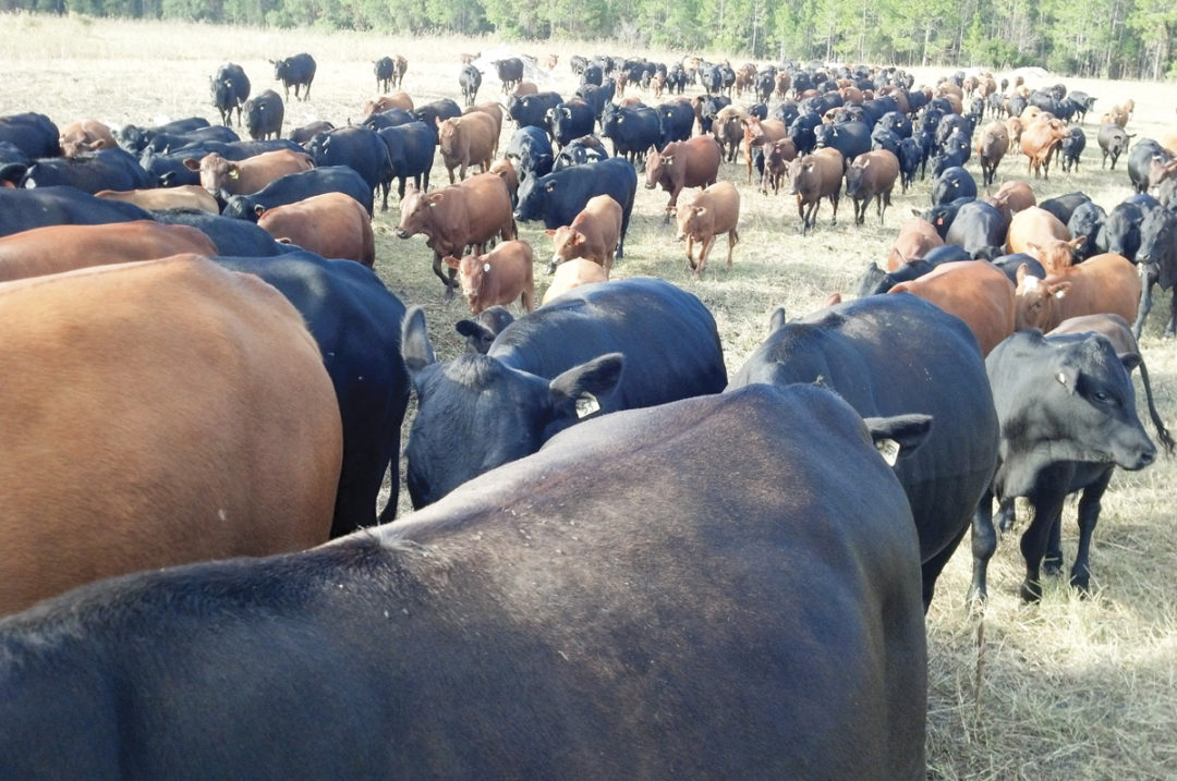57803-thomas-elizondo-mashona-herd--good-body-condition-on-low-quality-forage.jpg