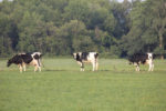 57815-scully-dairy-grazing.jpg