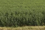 57814-meccage-growing.jpg