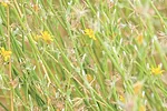 57862-weed-of-the-month-rush-skeletonweed-2019-002-1920-1290x540.jpg