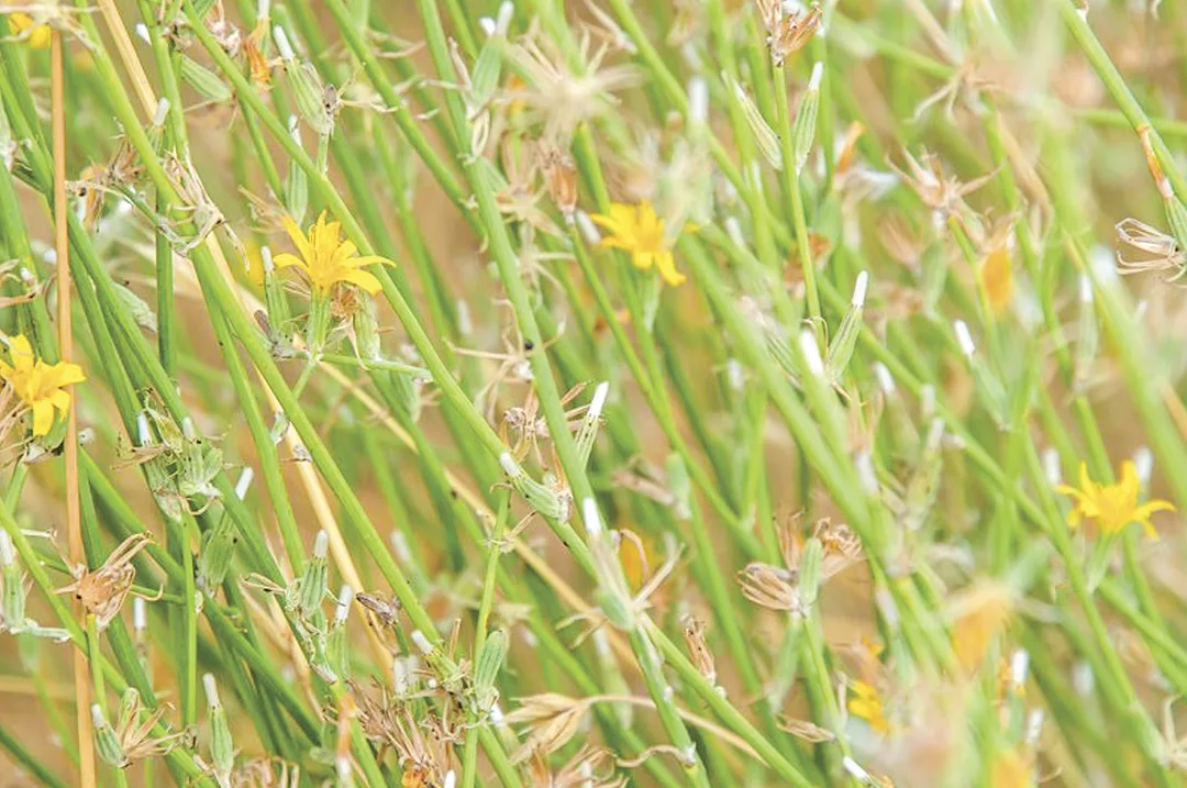 57862-weed-of-the-month-rush-skeletonweed-2019-002-1920-1290x540.jpg