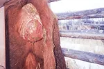 Prolapse001.jpg
