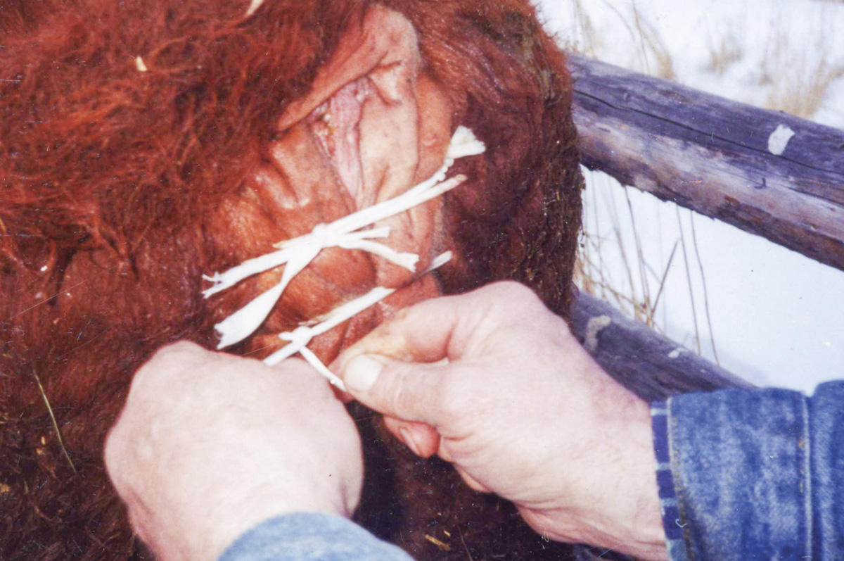 Prolapse008.jpg