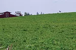 57846-twidwell-berseem-new.jpg