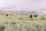 57970-greco-graze-range.jpg