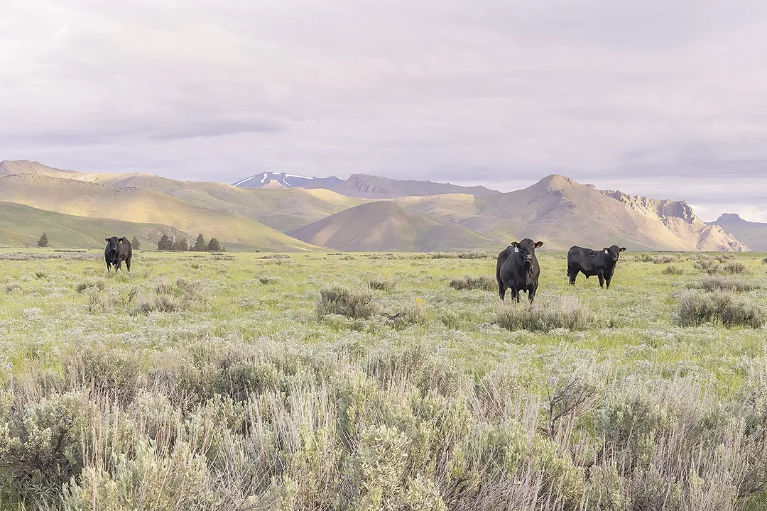 57970-greco-graze-range.jpg