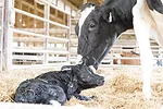 57988-miller-fr-cow-calf.jpg