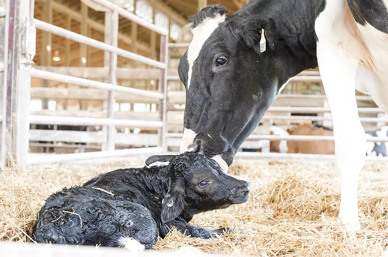 57988-miller-fr-cow-calf.jpg 57988-miller-fr-cow-calf.jpg