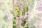 58007-weed-of-the-month-purple-loosestrife-middleton-mill-irrigation-2018-032-sml-576x1024-(1).jpg