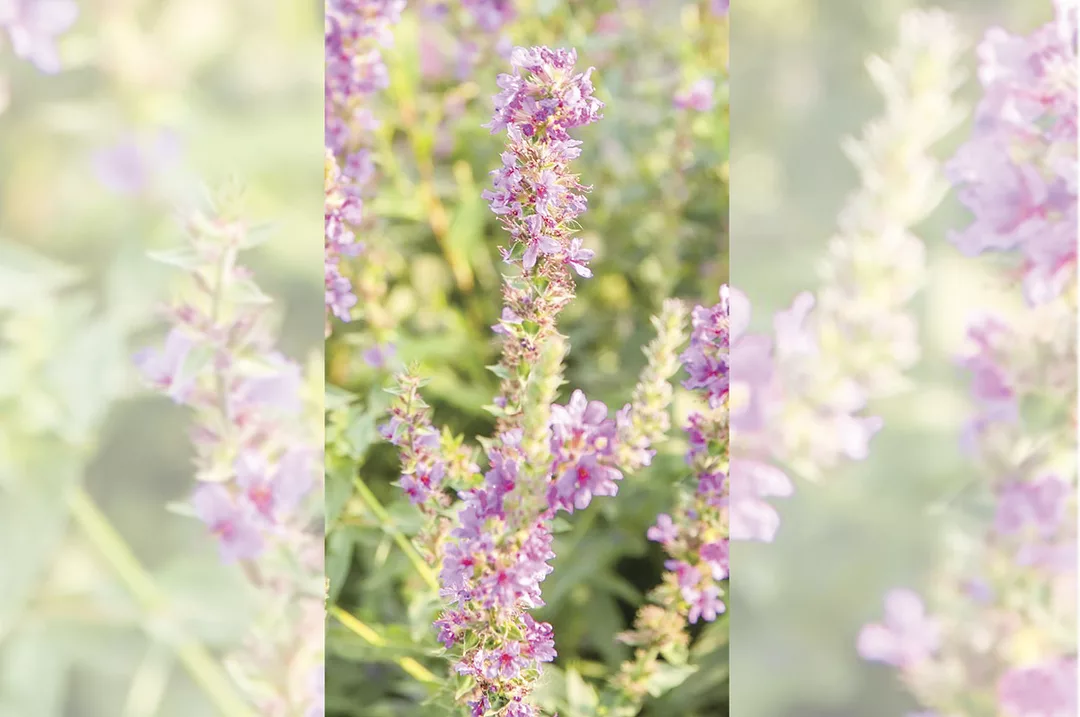 58007-weed-of-the-month-purple-loosestrife-middleton-mill-irrigation-2018-032-sml-576x1024-(1).jpg