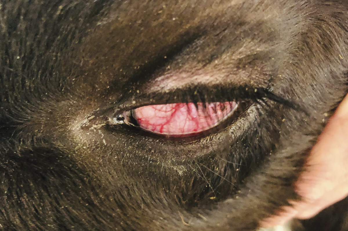 58023-fahrmeier-scleral-injection-diarrhea-calf.jpg
