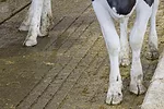 57947-fleming-hoof-dixon.jpg