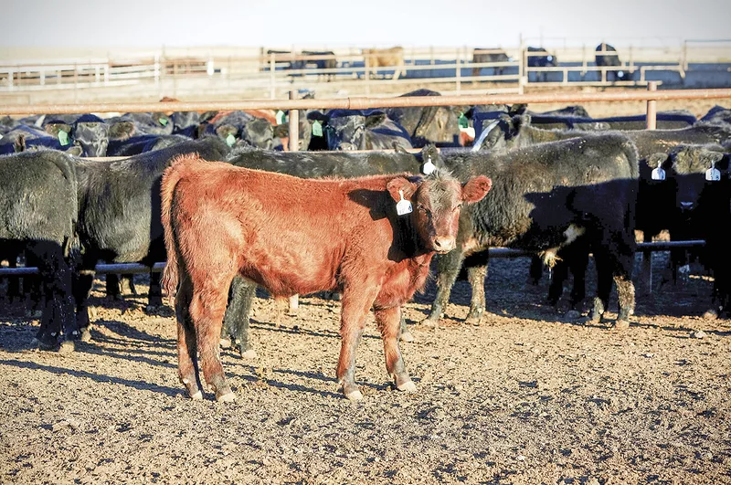 58027-cooper-weaned-calf-image.jpg 58027-cooper-weaned-calf-image.jpg