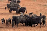 58028-dalton-taylorranch1.jpg