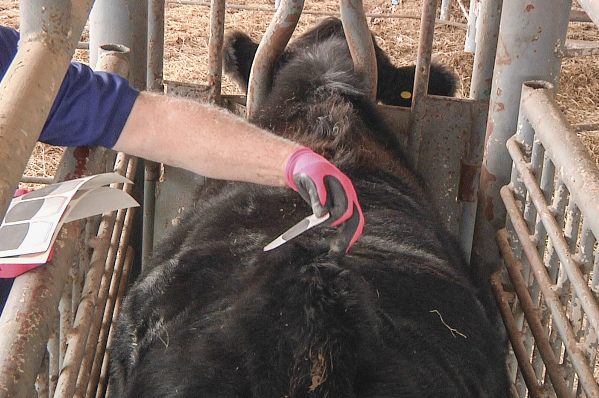 58031-bechtel-applying-breeding-indicator.jpg
