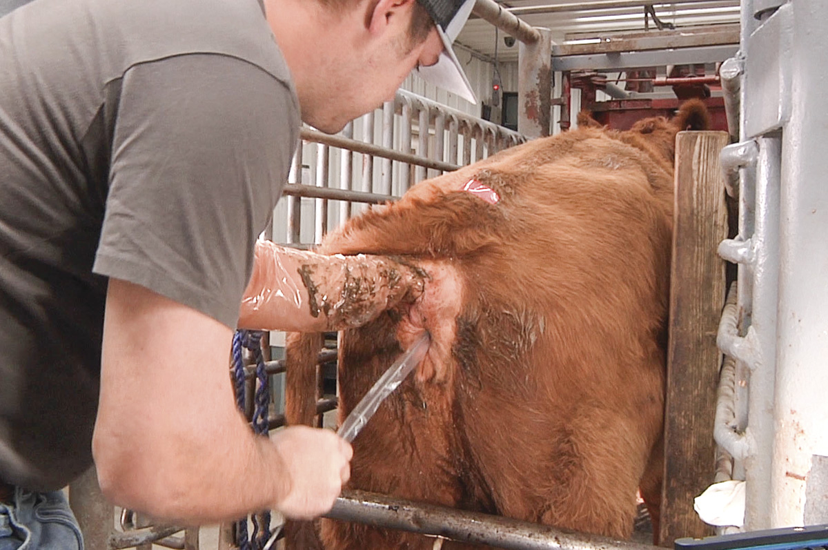 58031-bechtel-artificial-insemination.jpg
