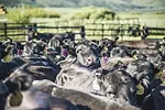 58031-bechtel-herd-of-cows-with-breeding-indicators.jpg