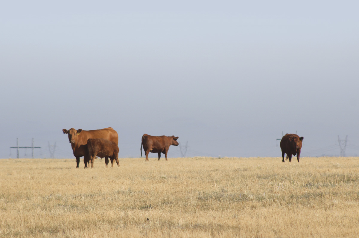 58045-wampler-drought.jpg