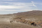 58045-wampler-fallpasture.juliawilson.jpg