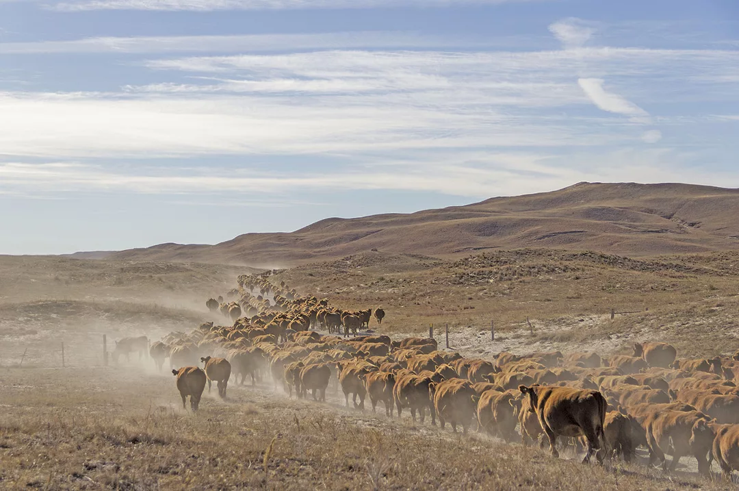 58045-wampler-fallpasture.juliawilson.jpg