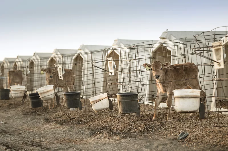 58047-eck-calves.jpg 58047-eck-calves.jpg