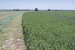 58063-undersander-alfalfa-hendrix.jpg
