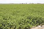 58108-weakley-alfalfa-dixon.jpg