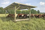 58204-rackley-overgrazing.jpg