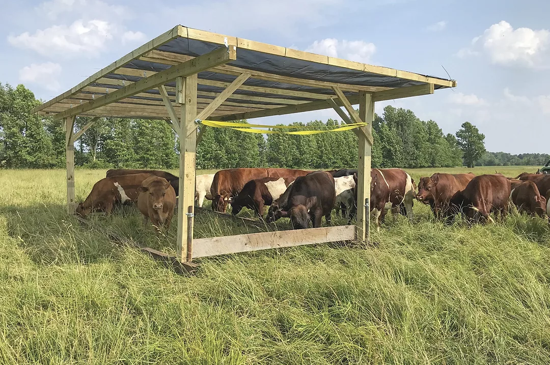 58204-rackley-overgrazing.jpg