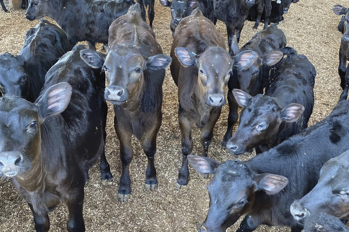 58163-gray-beefcross-calves.jpg