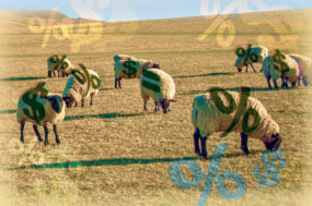 58267-lane-sheep-percentage.coreylewis.jpg