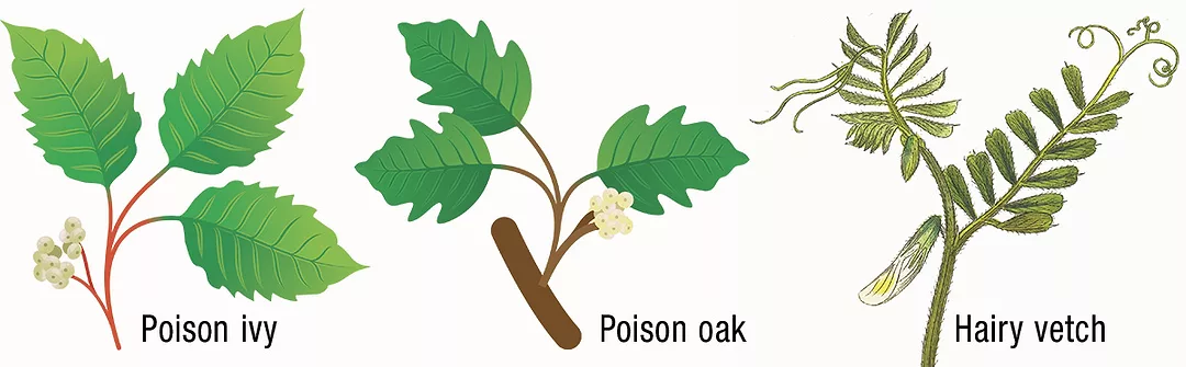 58146-lane-poison-plants.jpg
