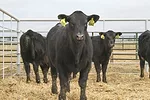 58309-george-angus-pmarchant.jpg