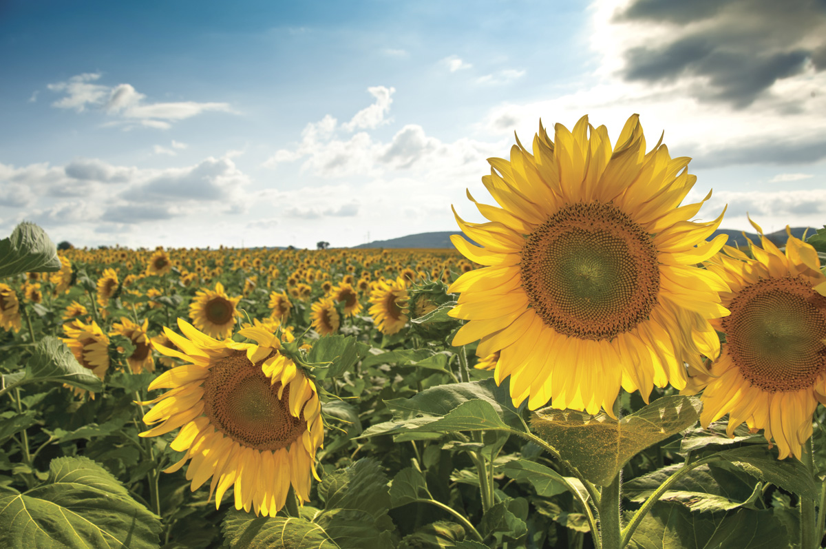 58336-jaynes-sunflowers.getty.jpg