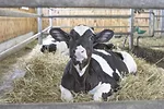 58313-hoskins-french-calf.jpg