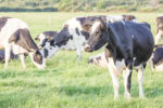 58349-prentice-dry-cows-on-pasture.jpg