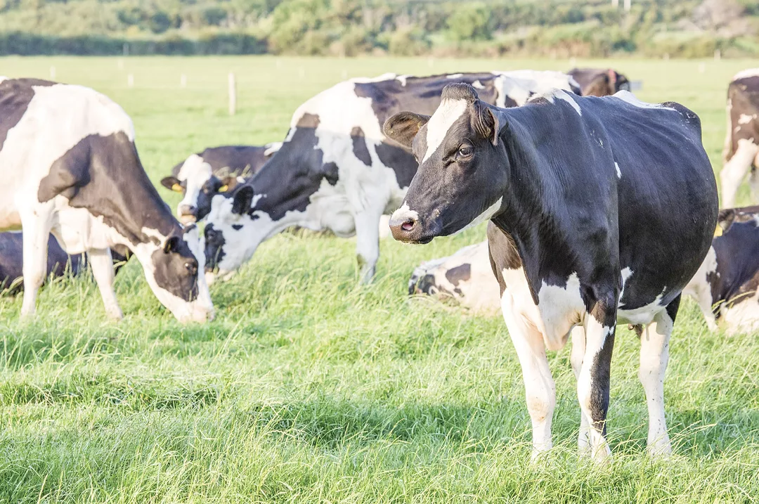 58349-prentice-dry-cows-on-pasture.jpg