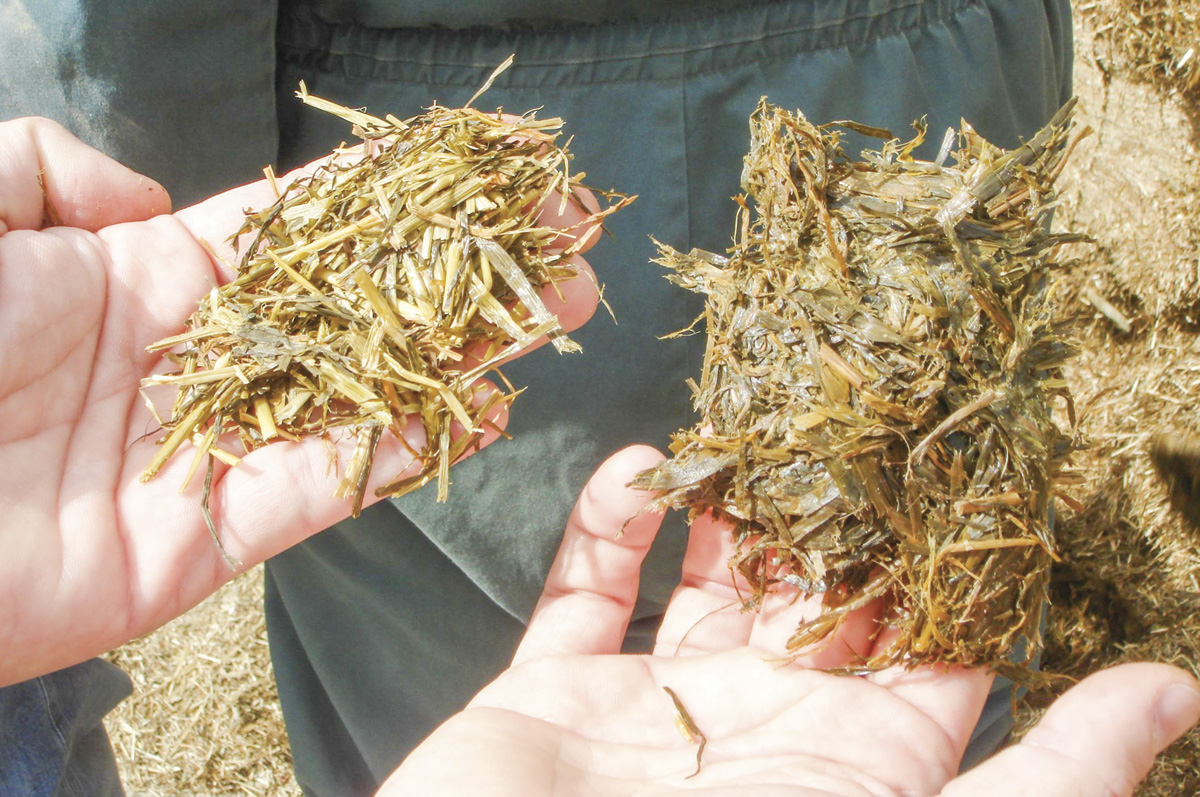 58355-schmidt-good-vs-clostridial-haylage.jpg