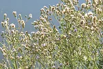 58371-weed-IWAC-2022-Canada-Thistle-006-SML-1290x540.jpg