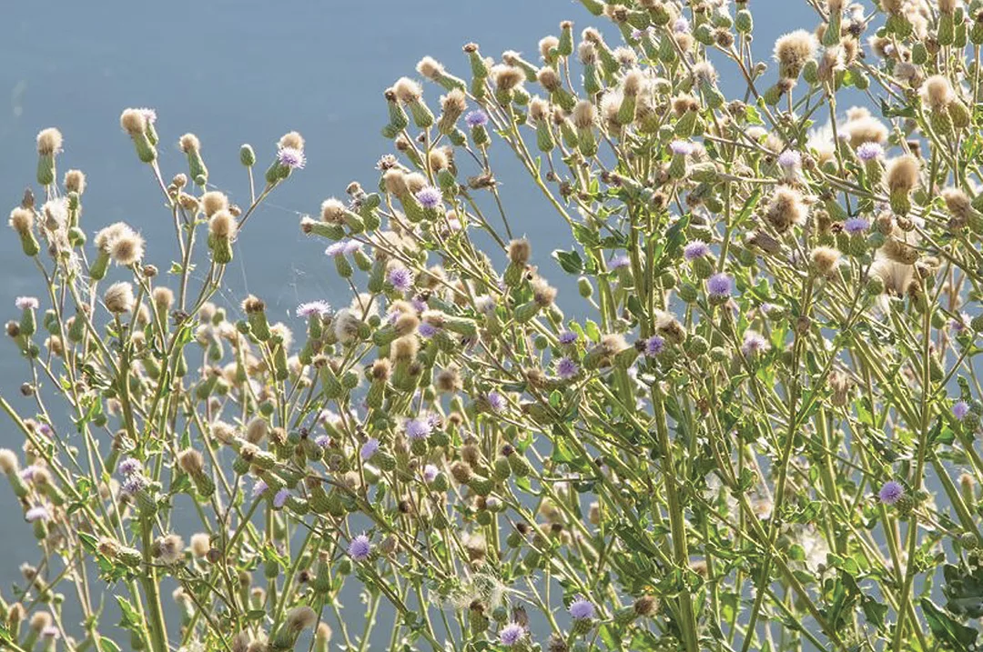 58371-weed-IWAC-2022-Canada-Thistle-006-SML-1290x540.jpg