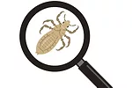 58383-vlietstra-bug.jpg