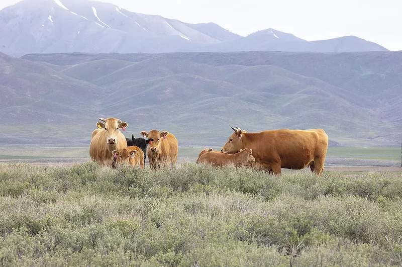 58391-hall-graze-sagebrush-dixon.jpg 58391-hall-graze-sagebrush-dixon.jpg