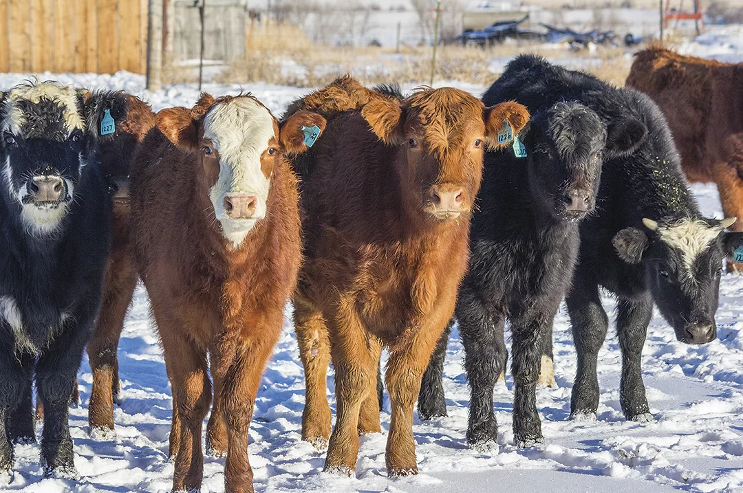 58240-preedy-calves-cooper.jpg