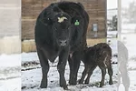 58437-sorensen-protective-cow-marchant.jpg