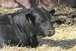 58453-hereth-winter-bull-pmarchant.jpg