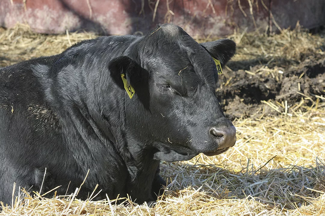 58453-hereth-winter-bull-pmarchant.jpg