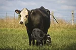 58459-rowan-cow-calf.jpg
