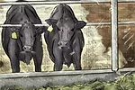 58465-zellmer-beefondairy.jpg